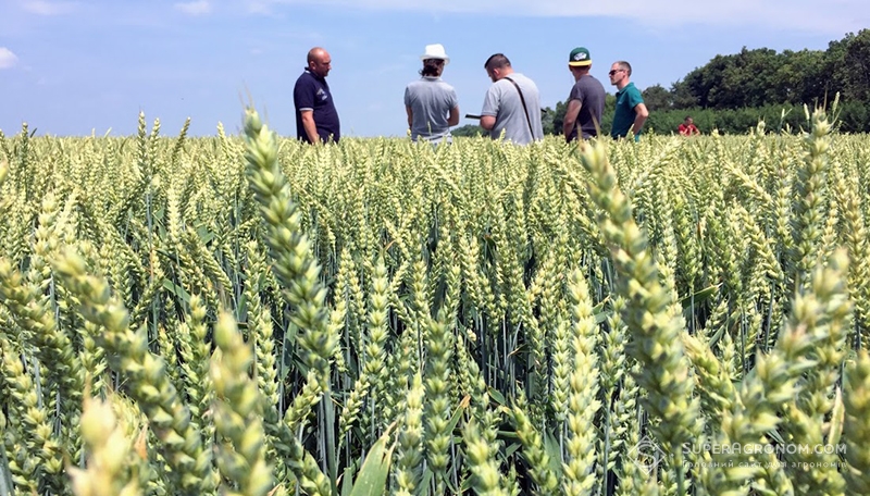 Посіви пшениці у господарстві «Україна-Агро-2С»